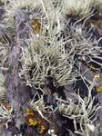 Lichen