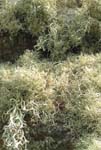 Lichen