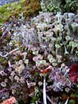 Lichen